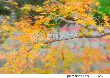 一千石佛穿過金色的秋葉 26865206