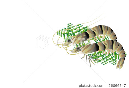 車蝦 車蝦 26866547