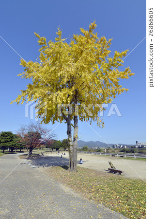 Ginkgo biloba in the park 26866605