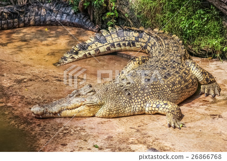 crocodile and cement 26866768