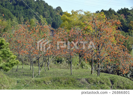 Persimmon tree 26866801