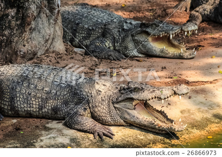 crocodiles near the pond crocodiles near the pond 26866973