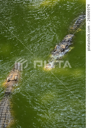 crocodile meet friend crocodile meet friend 26866974