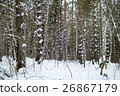 Winter forest of Siberia in Russia 26867179