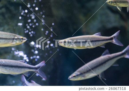 Luciosoma bleekeri in aquarium 26867318