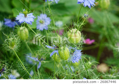 Unique Nigella flower and fruit 26867446