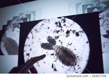 Daphnia 26867506