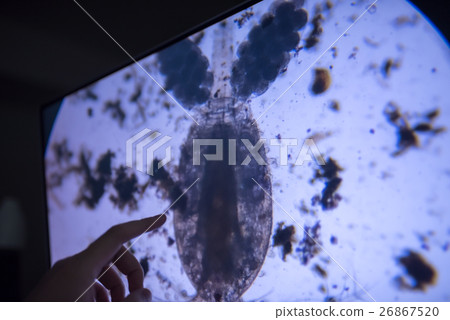 Daphnia 26867520
