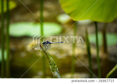 Dragonfly in Hasuike 26867715