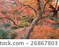 Autumnal leaves 26867803