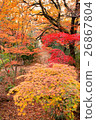 Autumn leaves that turn red 26867804