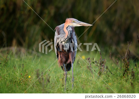 Heron in a grass on river coast Heron in a grass on river coast 26868020
