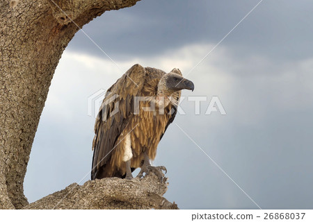 Vulture on tree. National Park of Kenya Vulture on tree. National Park of Kenya 26868037
