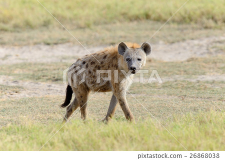 Hyena in National park of Kenya 26868038