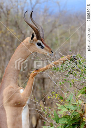 Stock Photo: Gerenuk Standing Upright to Reach Leaves