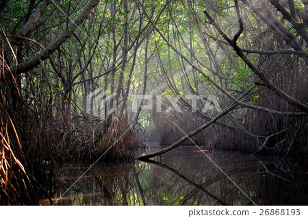 Thickets of mangrove trees in the tidal zone 26868193