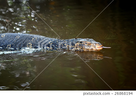 Monitor Lizard 26868194