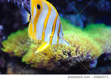 Tropical fish chelmon rostratus 26868371