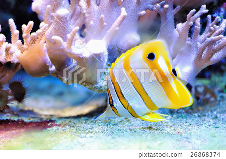 Tropical fish chelmon rostratus 26868374