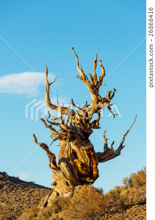 Ancient tree 26868416