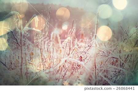 Frozen grass 26868441