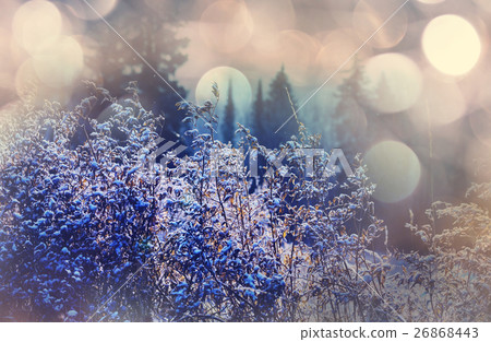 Frozen grass 26868443