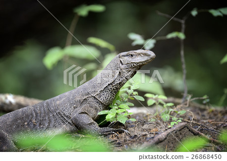 Monitor Lizard 26868450