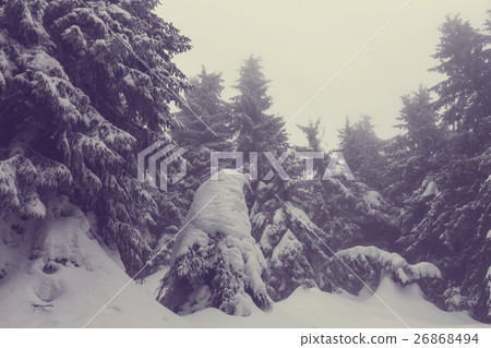 Winter forest.Instagram filter 26868494