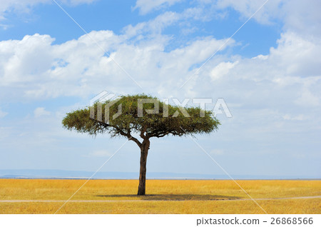 Landscape with tree in Africa Landscape with tree in Africa 26868566