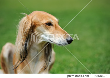 Borzoi dog in grass 26868628