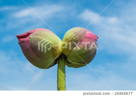 Twin lotus are in the sky 26868677