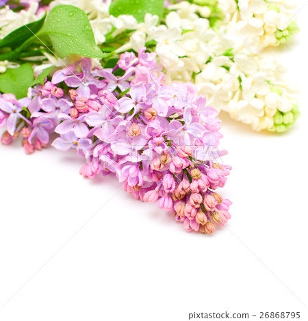Lilac flowers bouquet 26868795