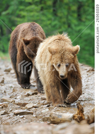 Bear Bear 26868889