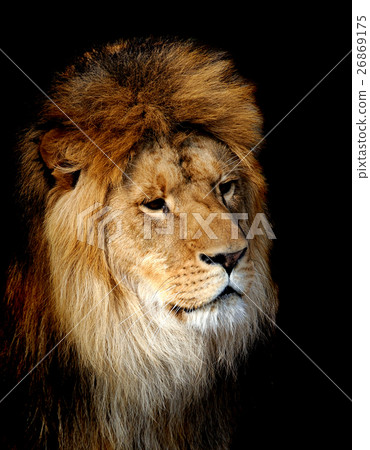 Lion portrait 26869175