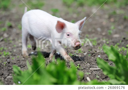 Piglet on farm Piglet on farm 26869176