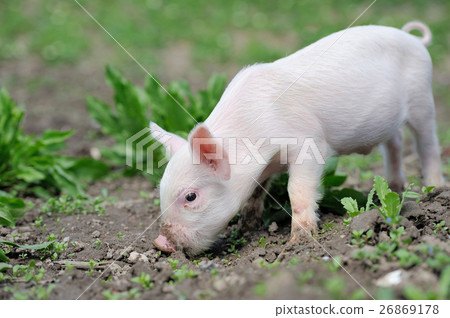 Piglet on farm 26869178