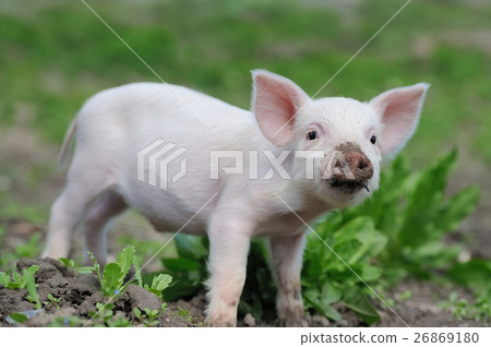 Piglet on farm Piglet on farm 26869180