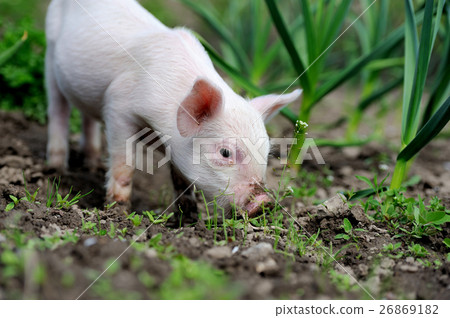 Piglet Piglet 26869182