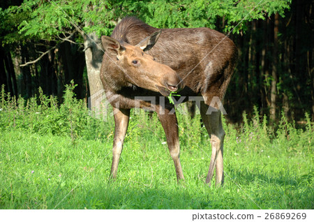 Moose 26869269
