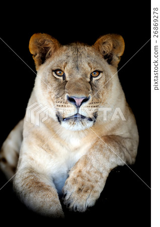 Lion Lion 26869278
