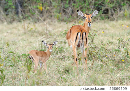 Baby impala with his mother 26869509