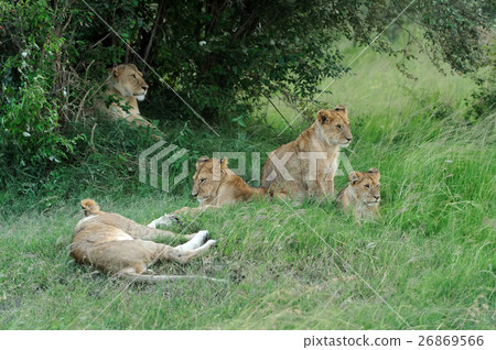 Lion Lion 26869566