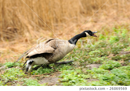 Canada geese (branta Canadensis) in a meadow Canada geese (branta Canadensis) in a meadow 26869569