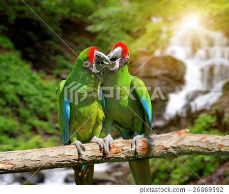 Parrot against tropical waterfall background Parrot against tropical waterfall background 26869592