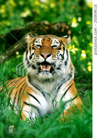 Tiger Tiger 26869618