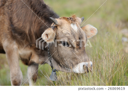 Cow in nature 26869619