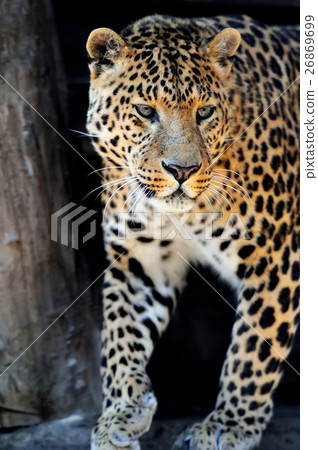 Leopard Leopard 26869699