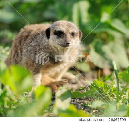 Meerkat Meerkat 26869709