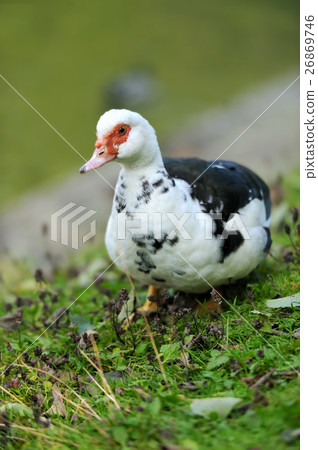 Muscovy Duck Muscovy Duck 26869746