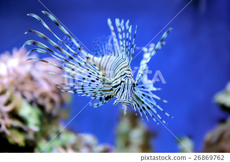 Lionfish 26869762